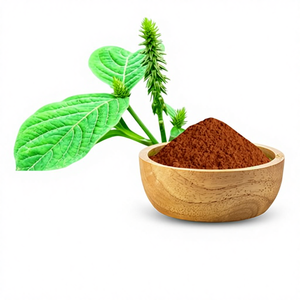 Achyranthes Aspera Whole Plant Herbal Extract 10% Saponins